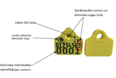 CAISLEY krotālijas, apraksts